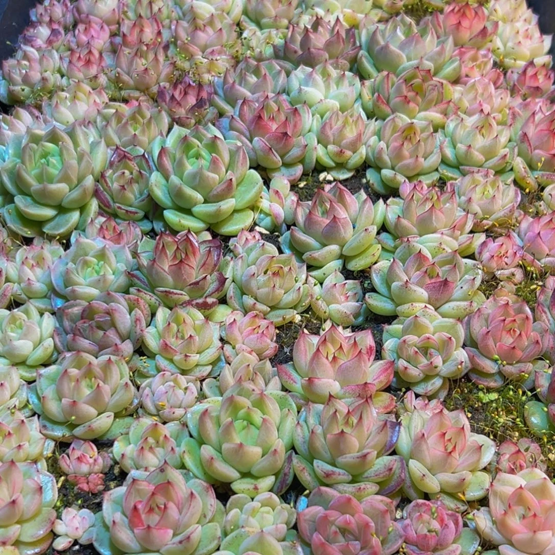 817多肉葡萄的价格也是很