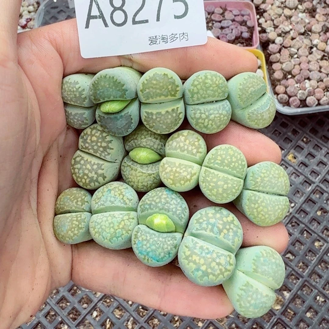 8275—–零下地区需拍保温箱