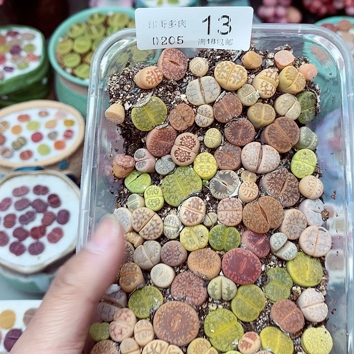 多肉植物生石花5-13