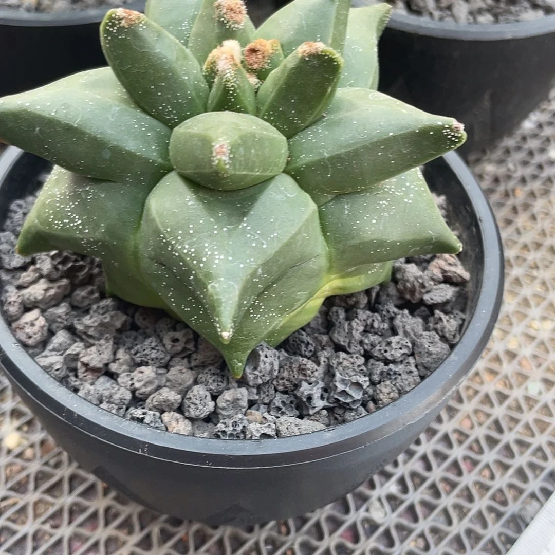 海*魂实生根怪兽角尤带盆土