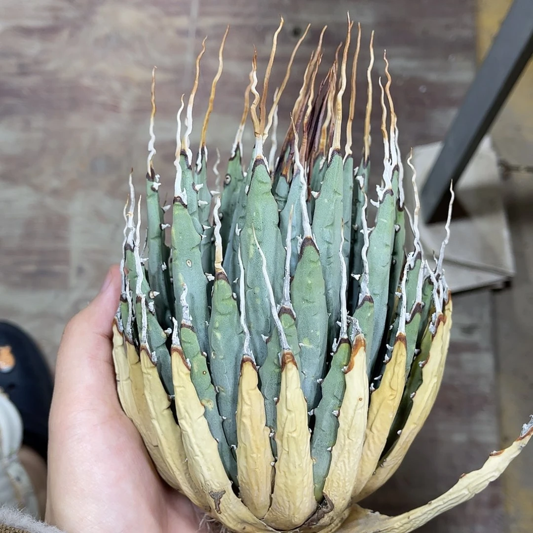 生桩妖炎好养好价