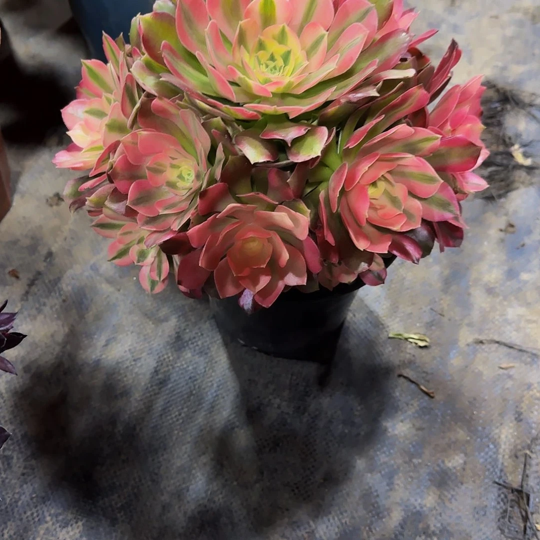 香妃一颗带盆土发货085