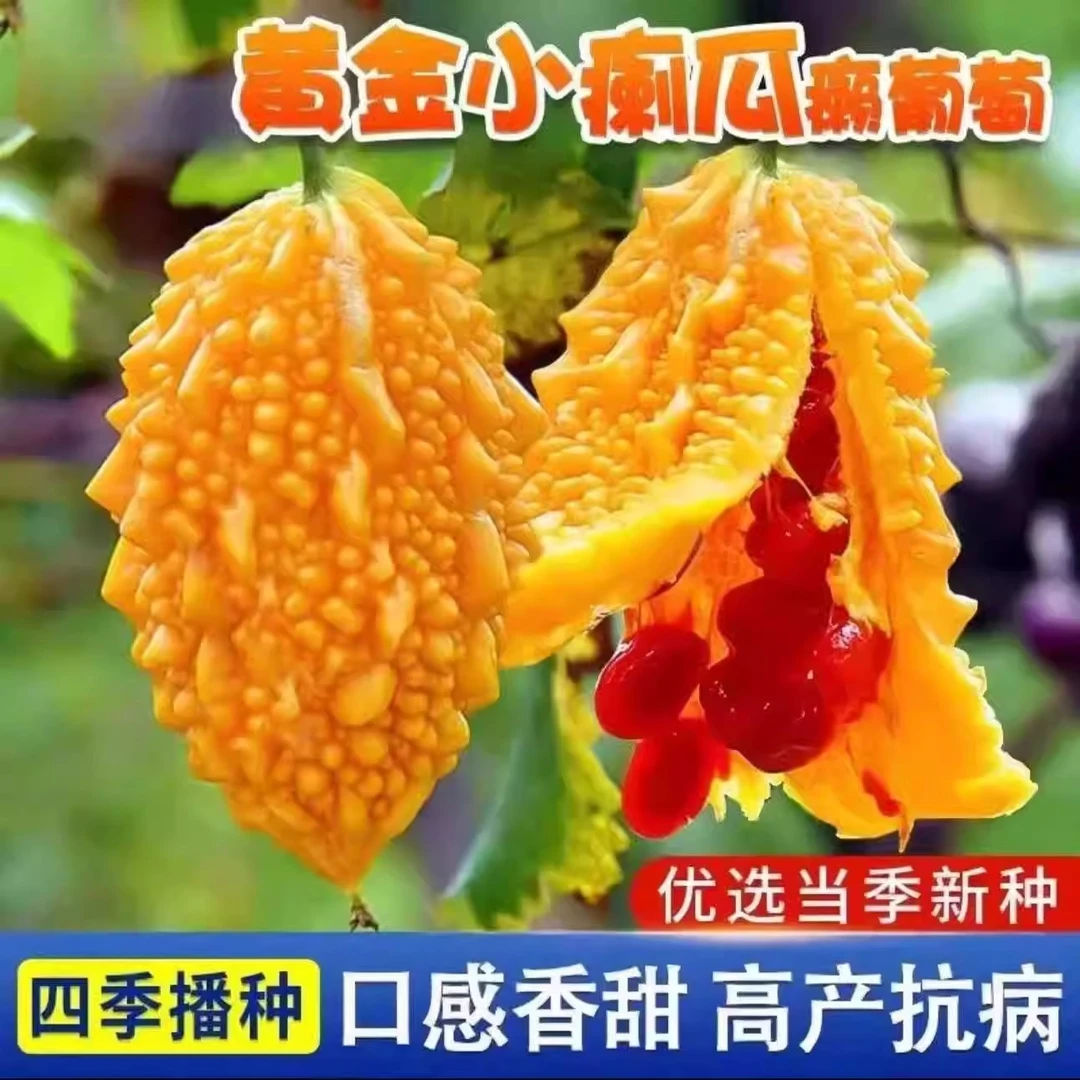 癞葡萄种子四季种植金铃子黄金瓜小癞瓜种子赖葡萄种籽阳台盆栽苗