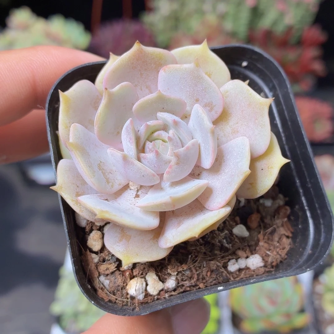 露娜莲多肉9.9包邮发货
