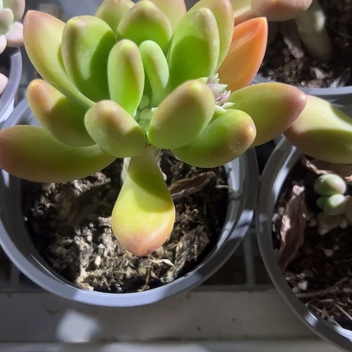 单头金蝉多肉植物