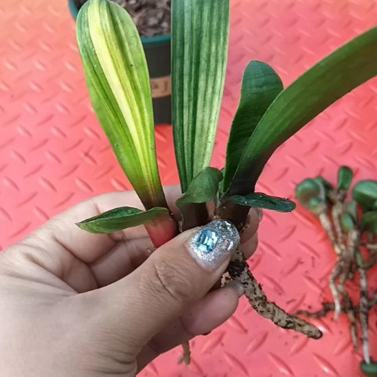 老*特色花卉君子兰小苗君