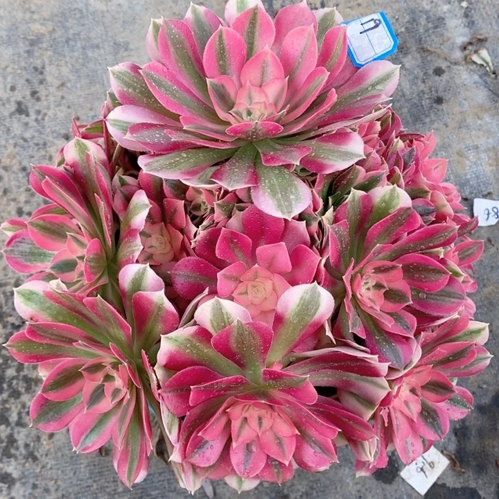 19粉女巫多肉法师