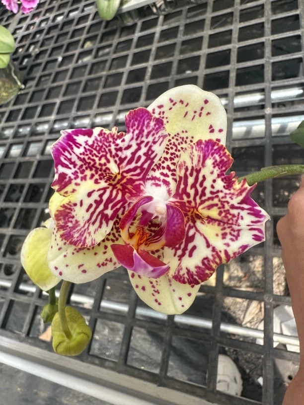 麒麟两眼变异蕾丝边蝴蝶兰3.0寸花苗