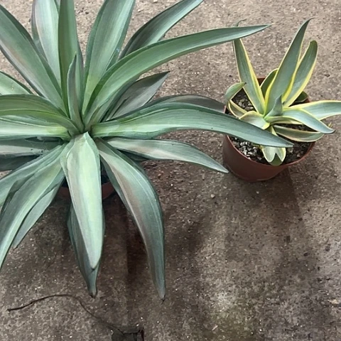 晶***层银河旅人美国快银植物