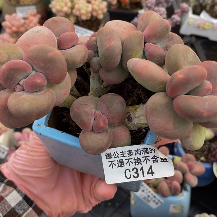 芒果奶10cm314多肉植物