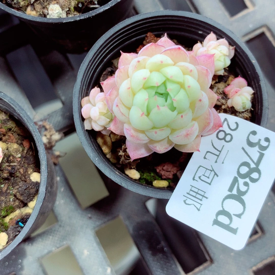 5厘米盆精控多肉3782