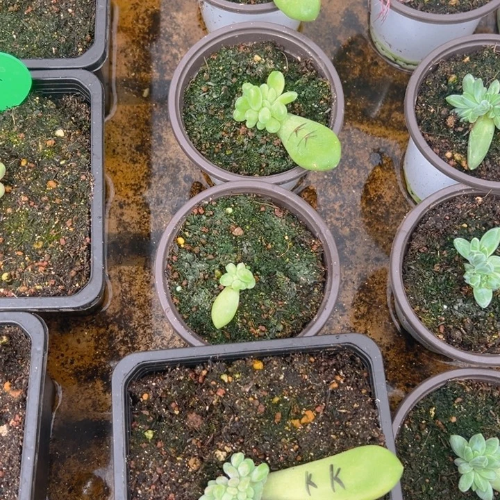 龙***五龙五哥 酷克 寄养