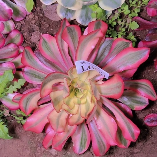 653魅影多肉植物