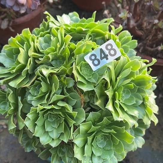 是***啊多肉植物一个琉璃848