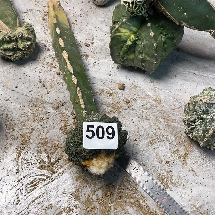 完全开放509哥斯拉