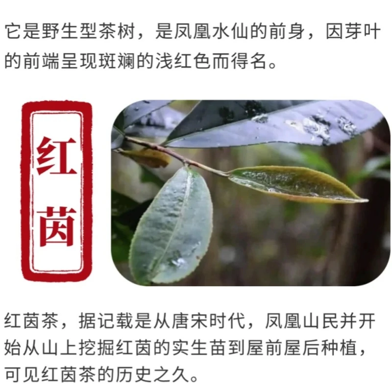 【古枞红茵】凤凰单丛红茵正宗凤凰单枞茶高端稀有香型