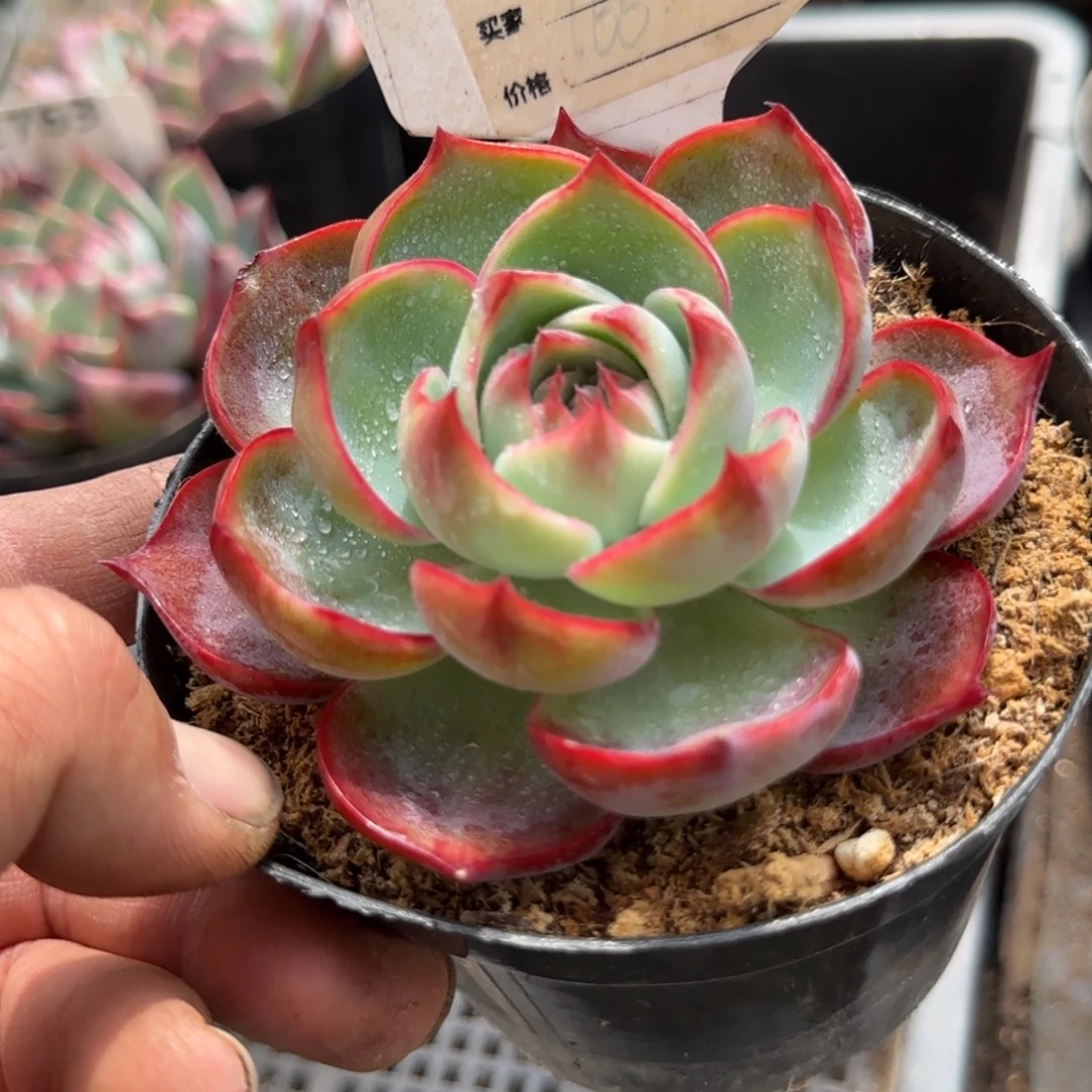 玫瑰惊鸿一物一拍包装收缩花旱590