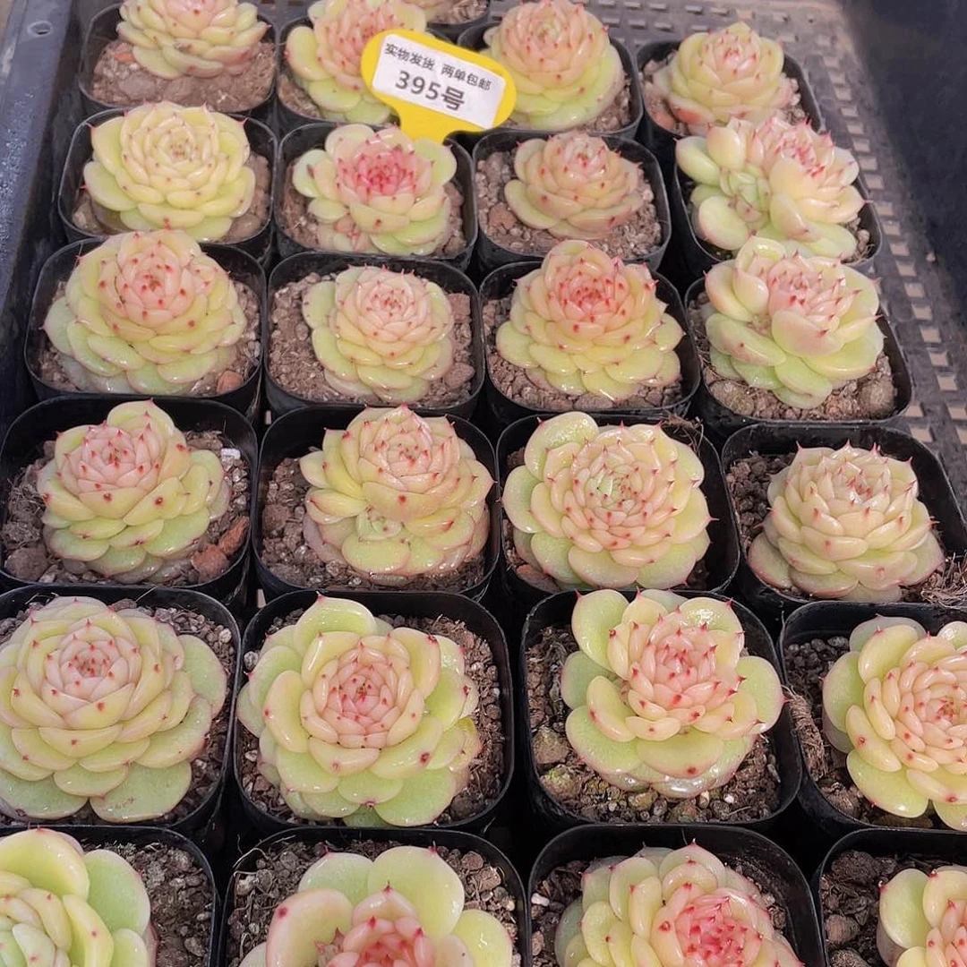 395号 新品玉玲珑一个