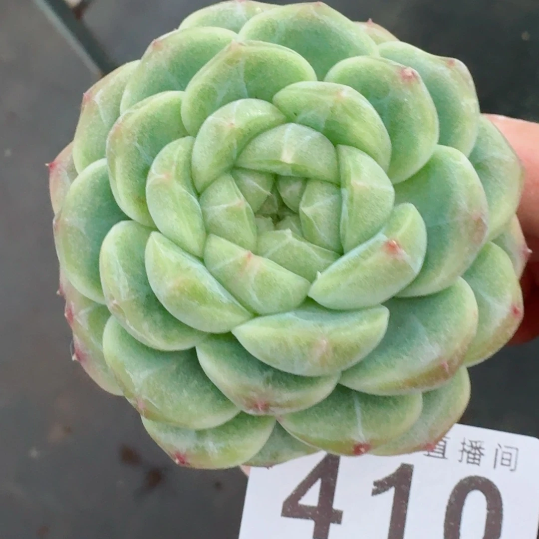 珍妮母本绿体福利