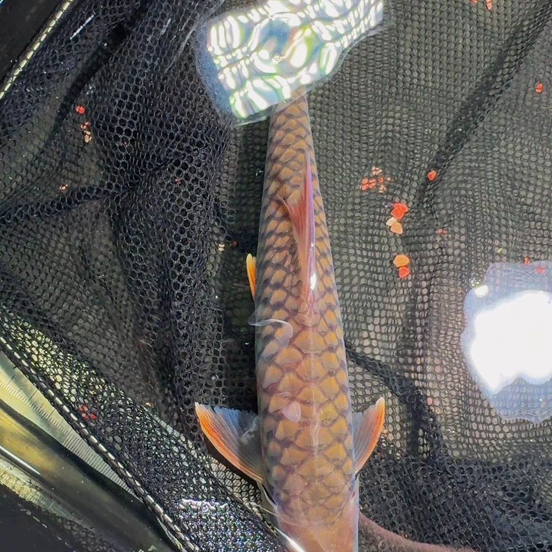 吉罗鱼国结国结国结