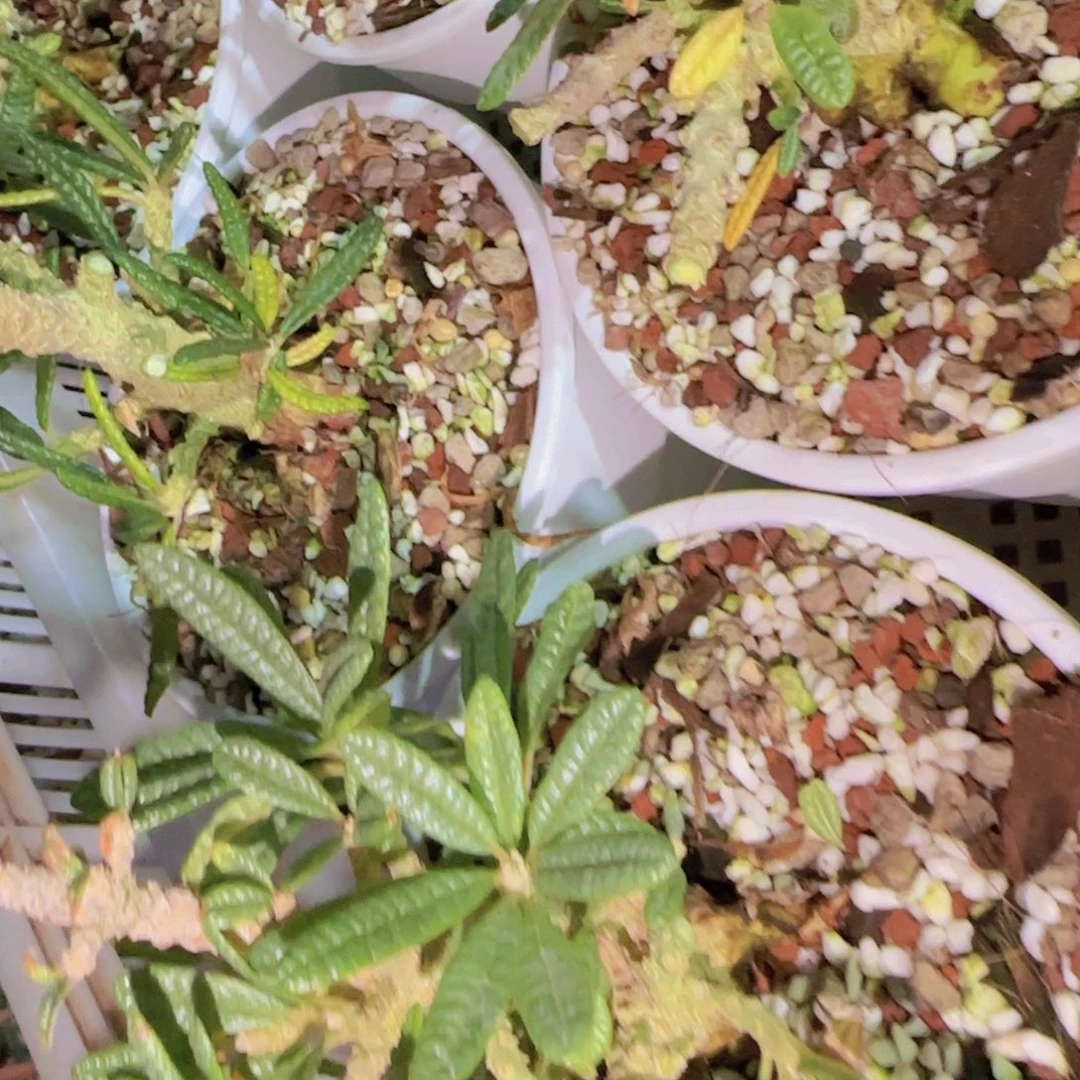 块根植物块根植物