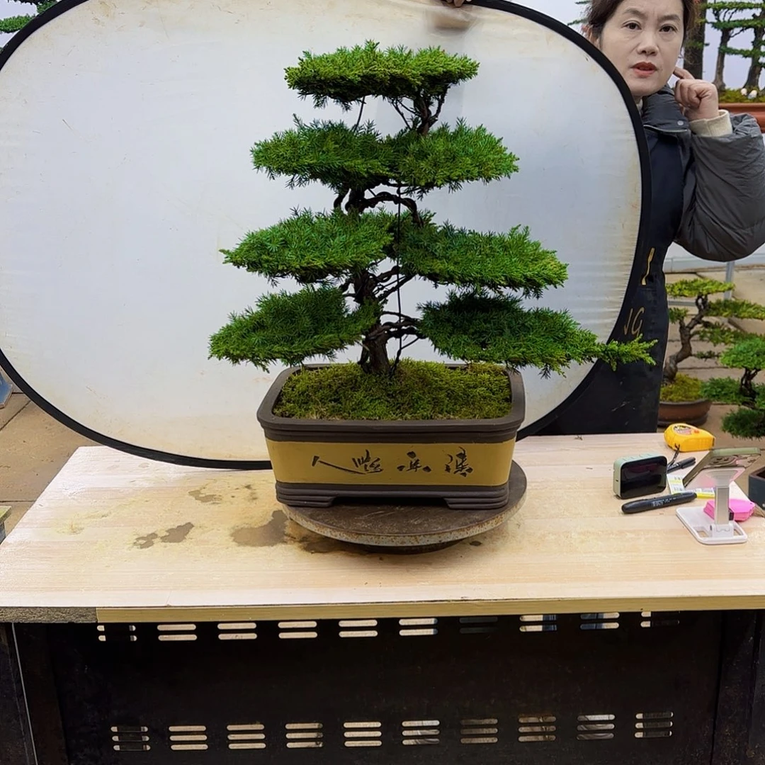 盆景直播间1️⃣物1️⃣拍