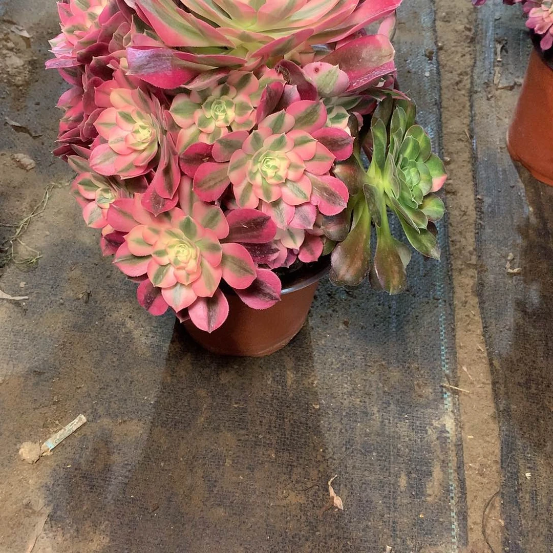 多肉多肉多肉多肉124