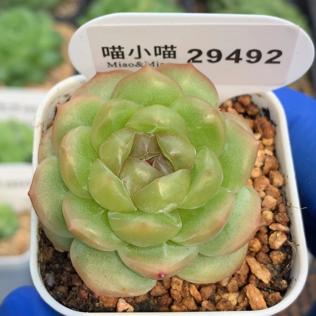 多肉植物杂交珍妮