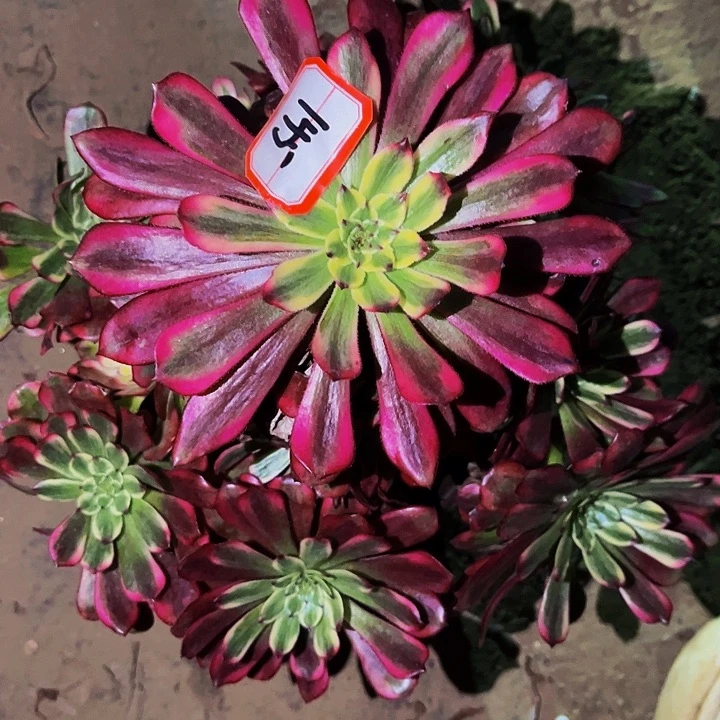 145维纳斯多肉植物处理不售后