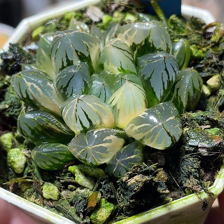 715水晶实生锦特选度老师