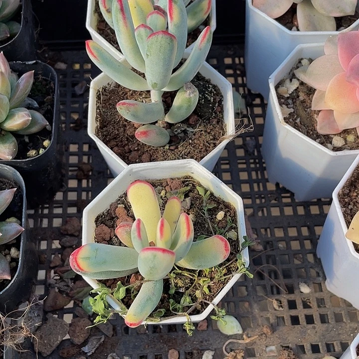 棒叶锦带盆土发货