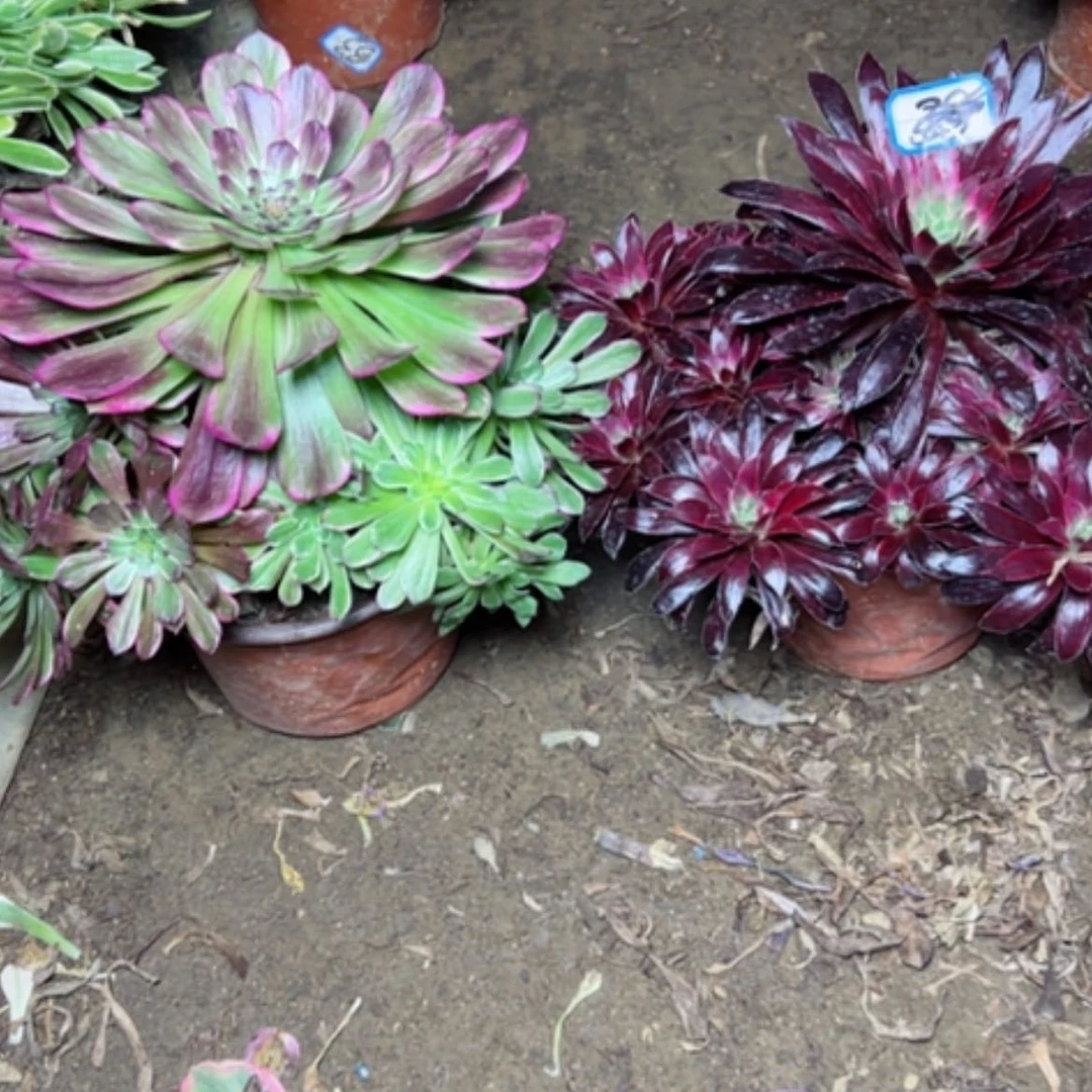 【闪购商品】多肉植物处理不售后0