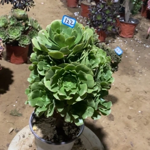 绿杨蓉捧花一物一拍