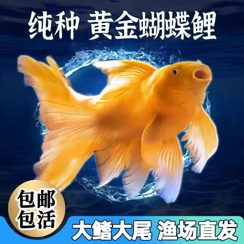 金色短球体蝴蝶鲤观赏鱼冷水鱼大鳍长尾好养耐活