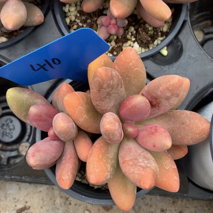 读肉皮子和欧72727272727