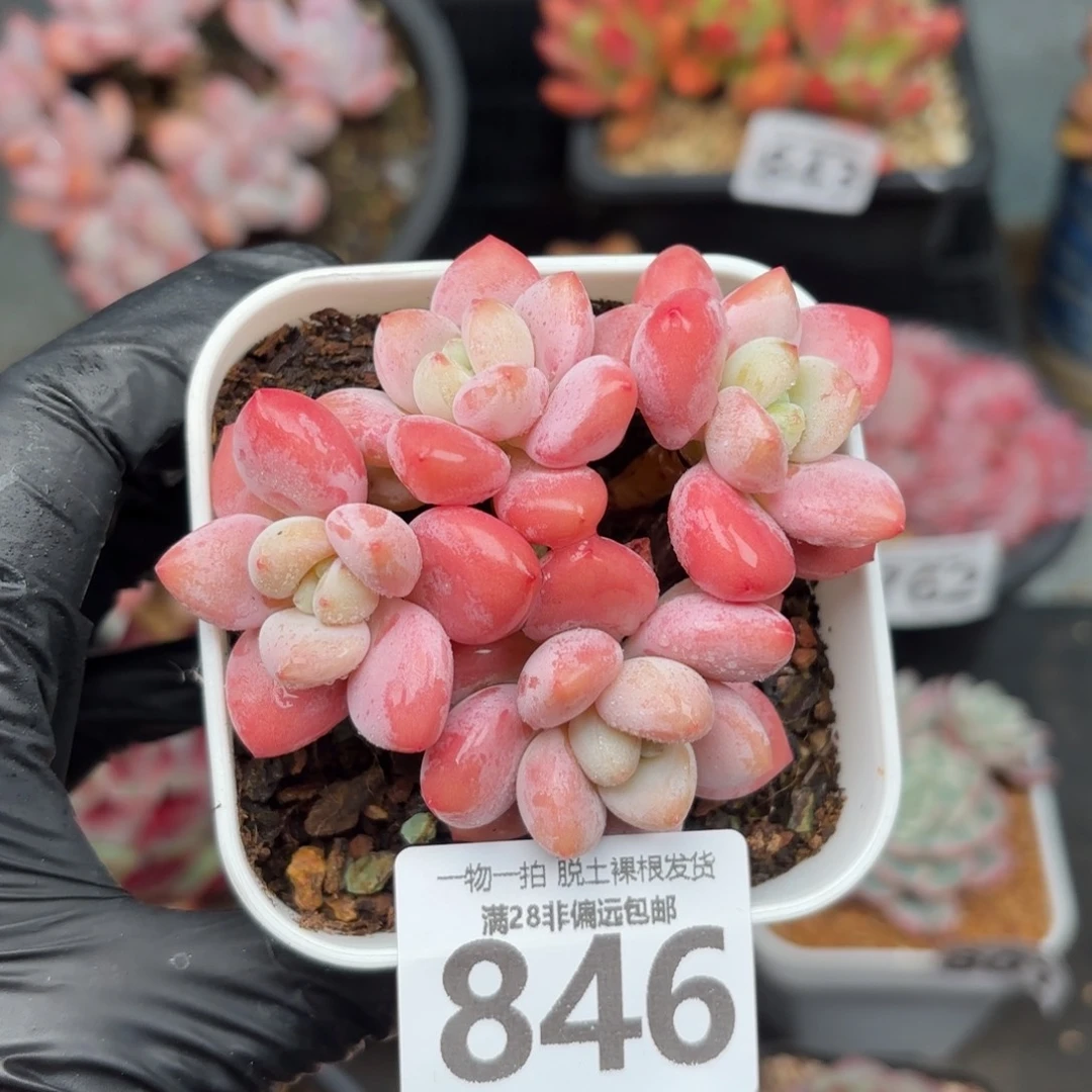 红洛神无盆土发货