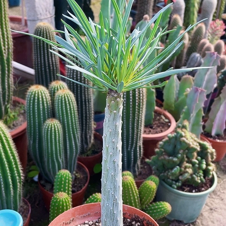 完全开放20cm爆四小头裸根发货