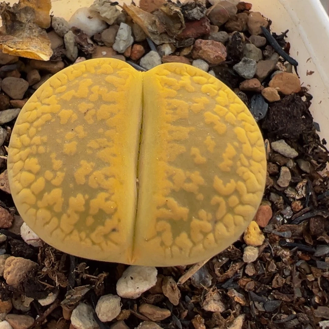 202多肉植物百科知识