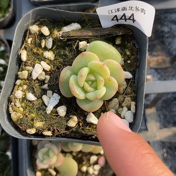 标444珍妮G34一个