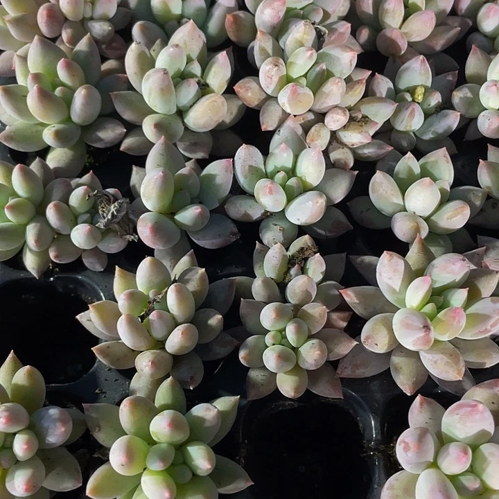 小所罗门1元带土发