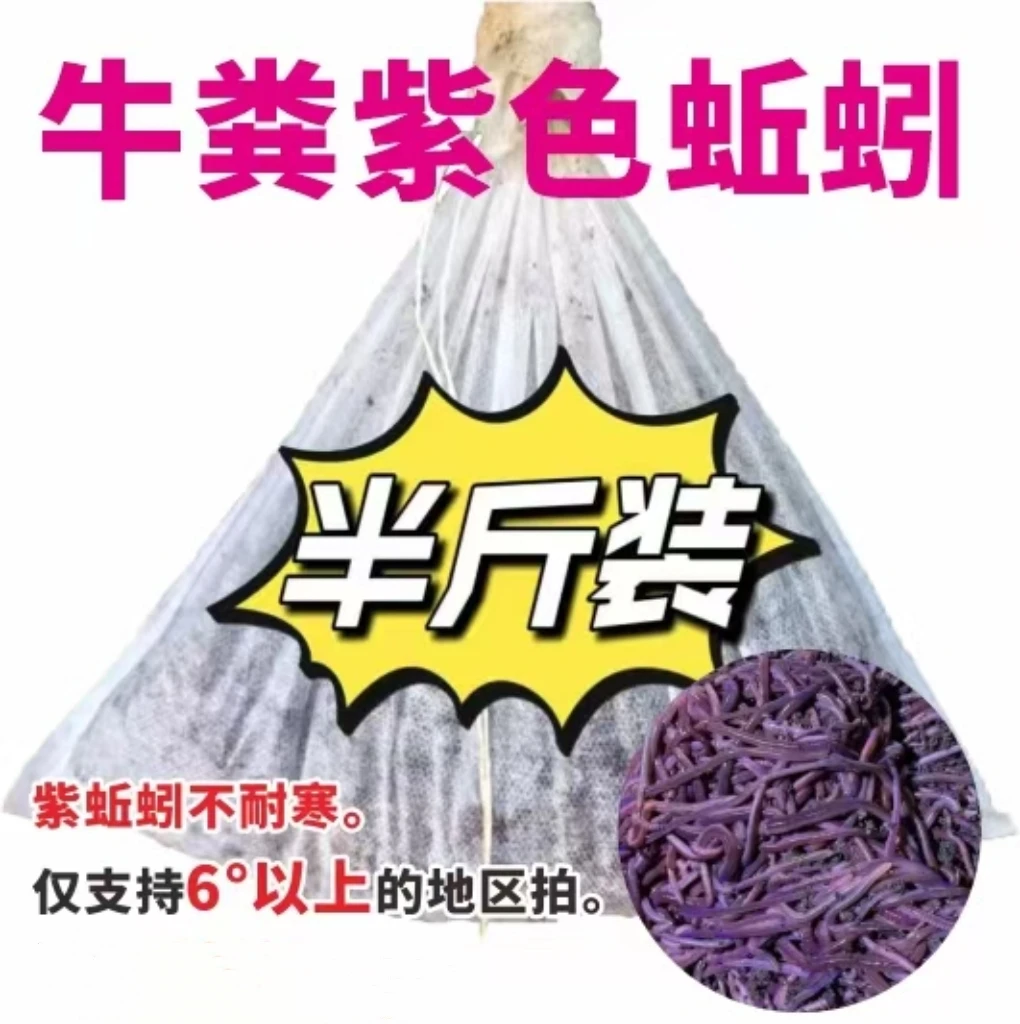 半斤装 袋装 牛粪紫蚯蚓  所有地区可拍 全国包邮 鲜活到家