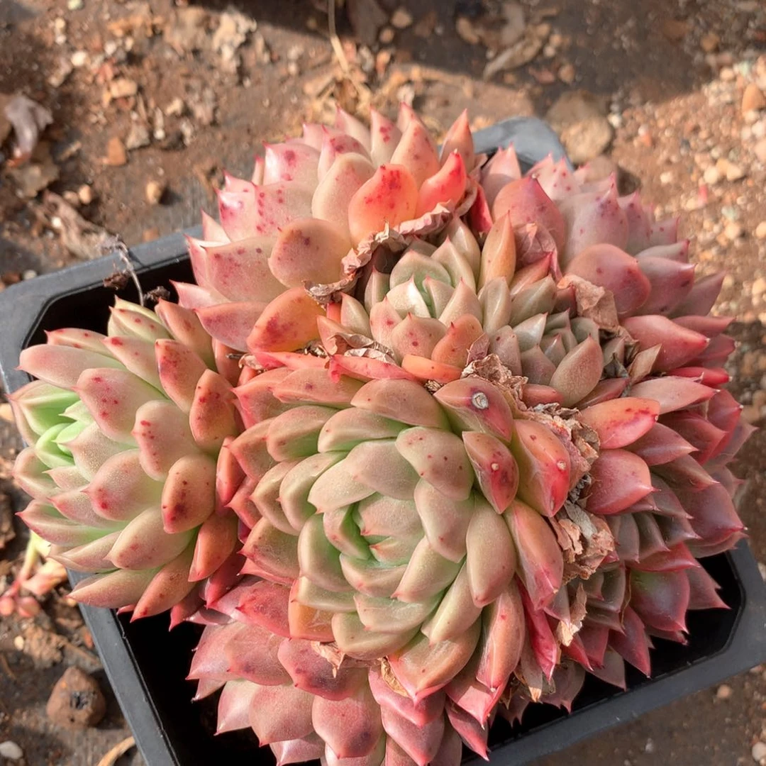 4237杂交多肉植物