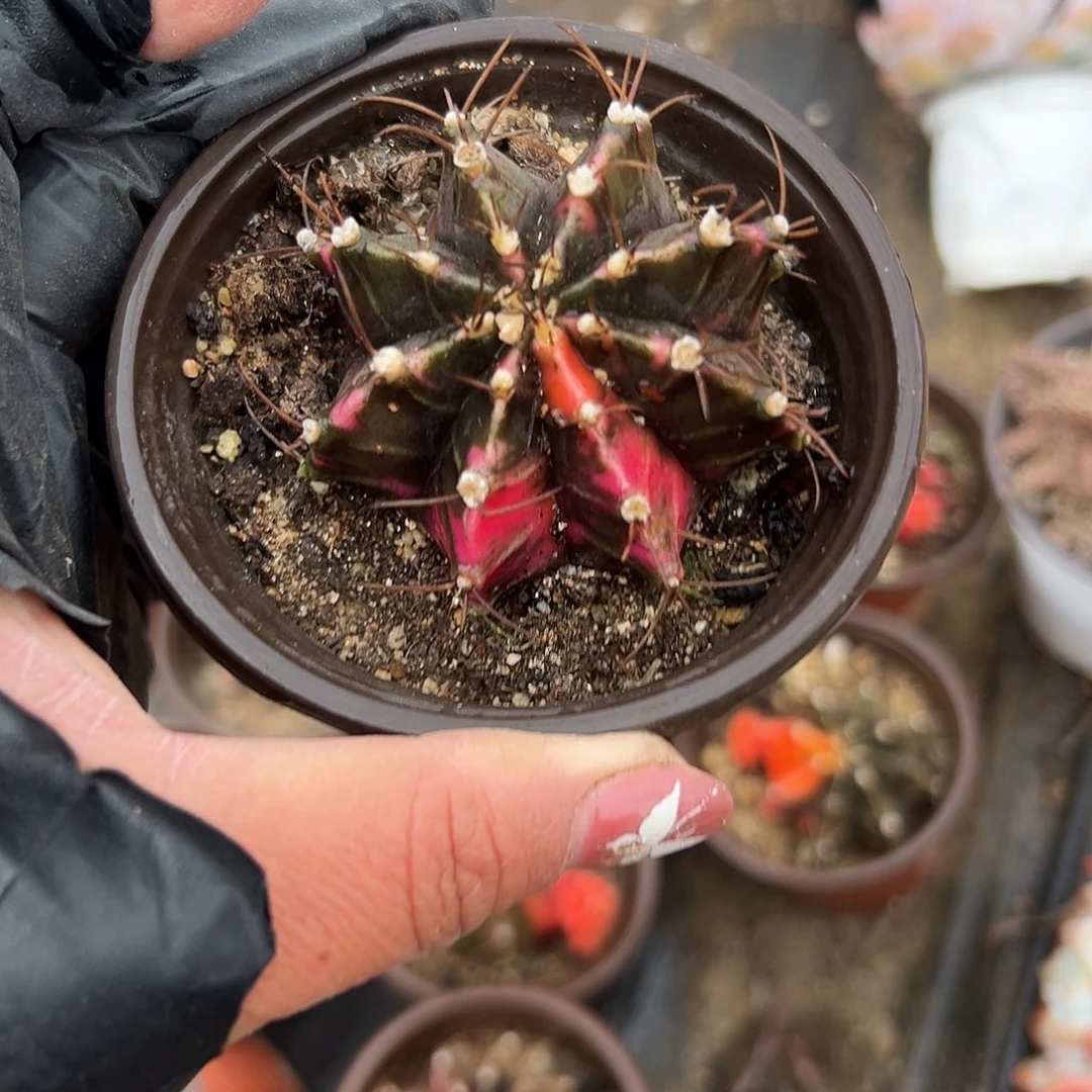 多肉植物恍惚牡丹球