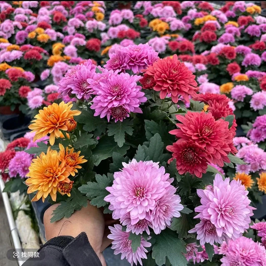 【达芬奇混色】网红荷兰菊盆栽花苗 带花苞好养原盆多季节开花