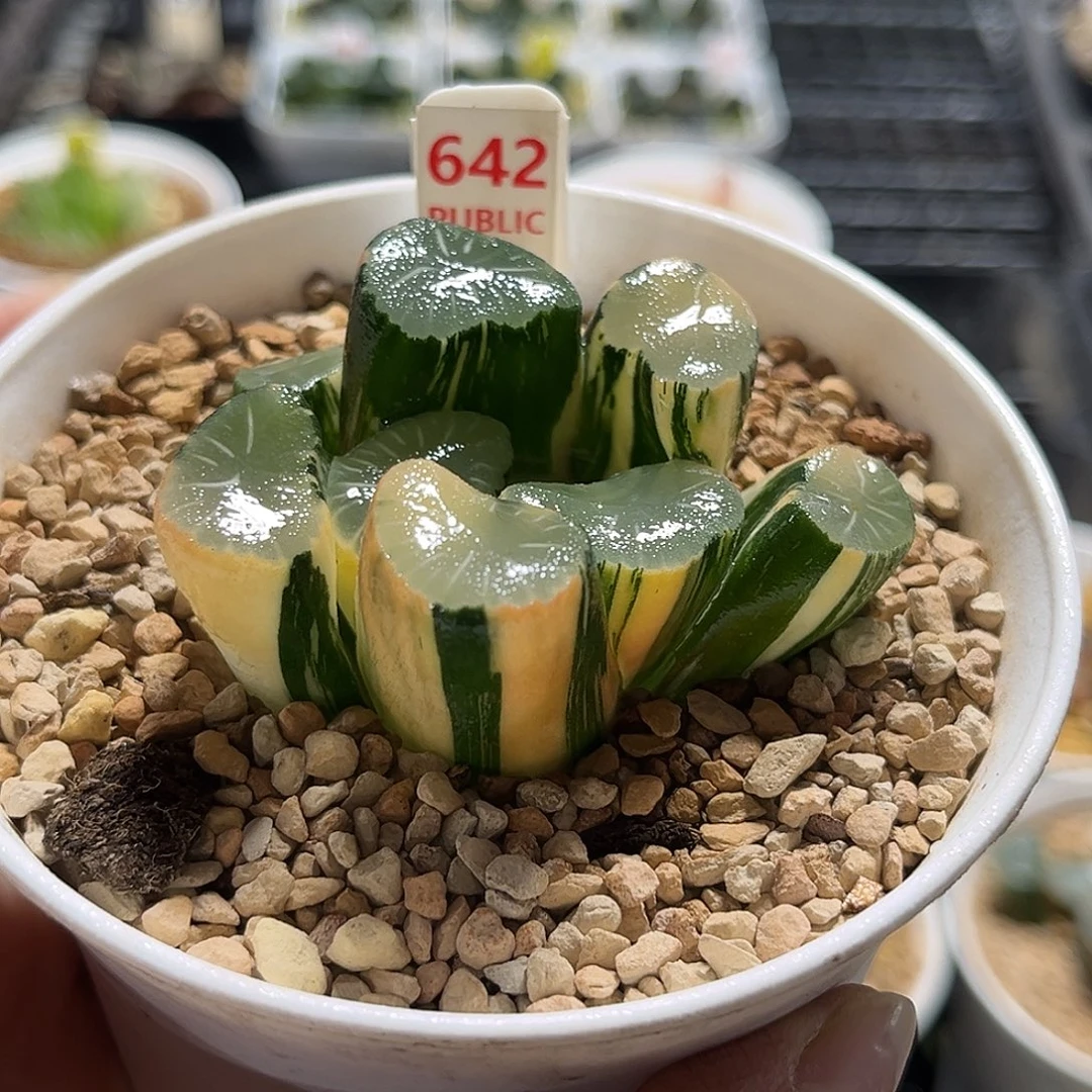 642欧大宝万象锦福利