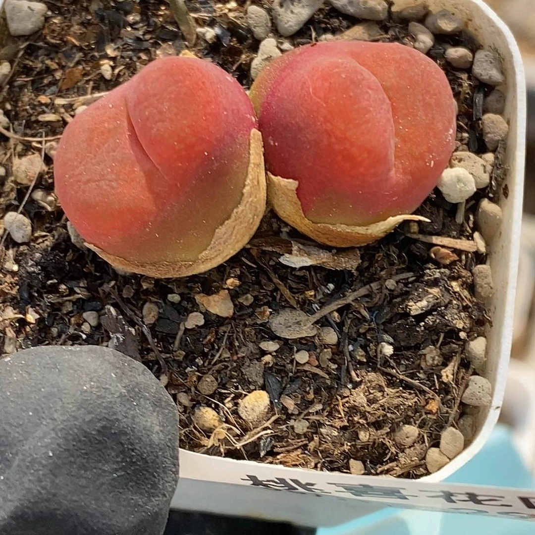 桃喜花园0611-29毛