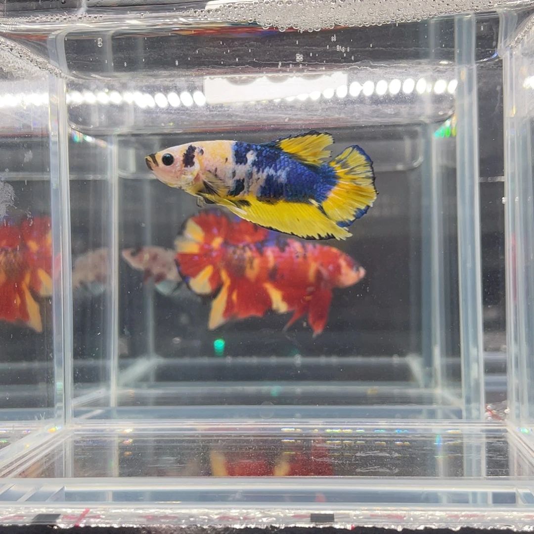 斗鱼12.3 下午黄糖将军公 039