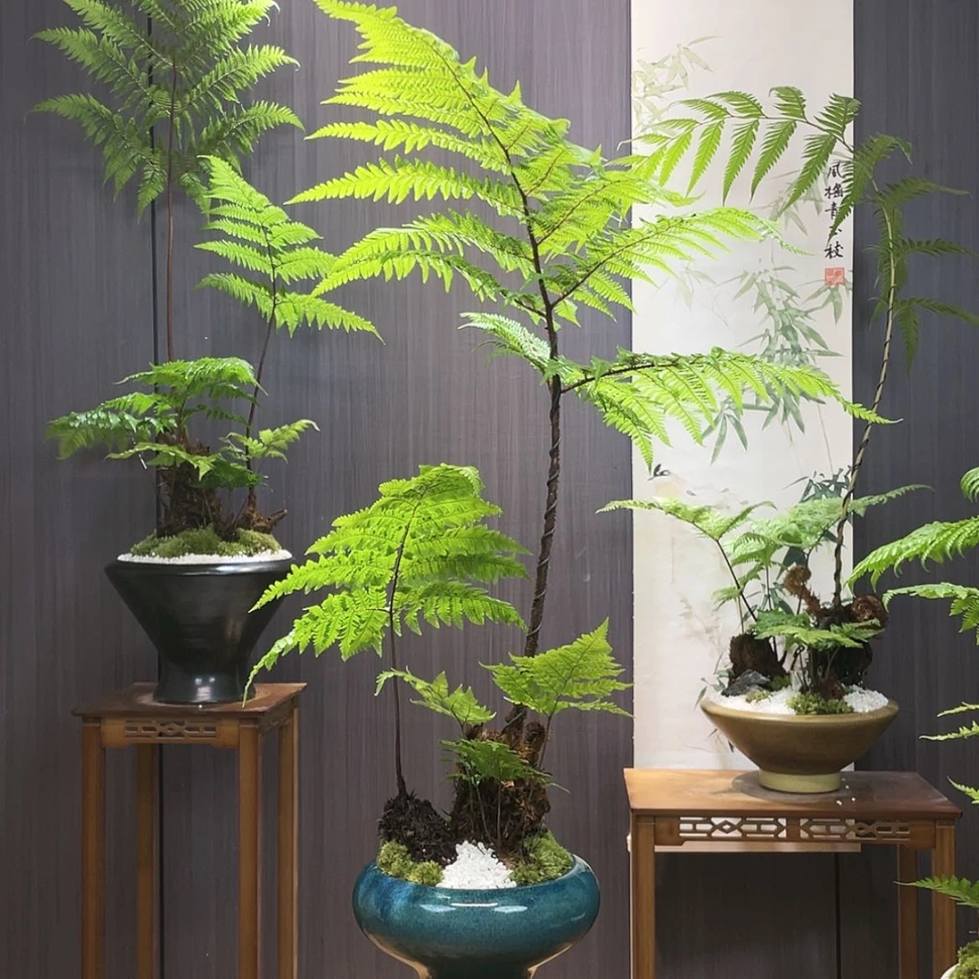 【闪购商品】嘉****计蕨