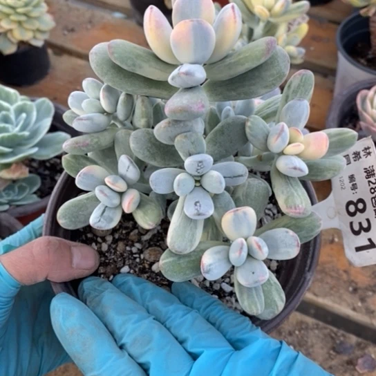 831一一一一一一一一一