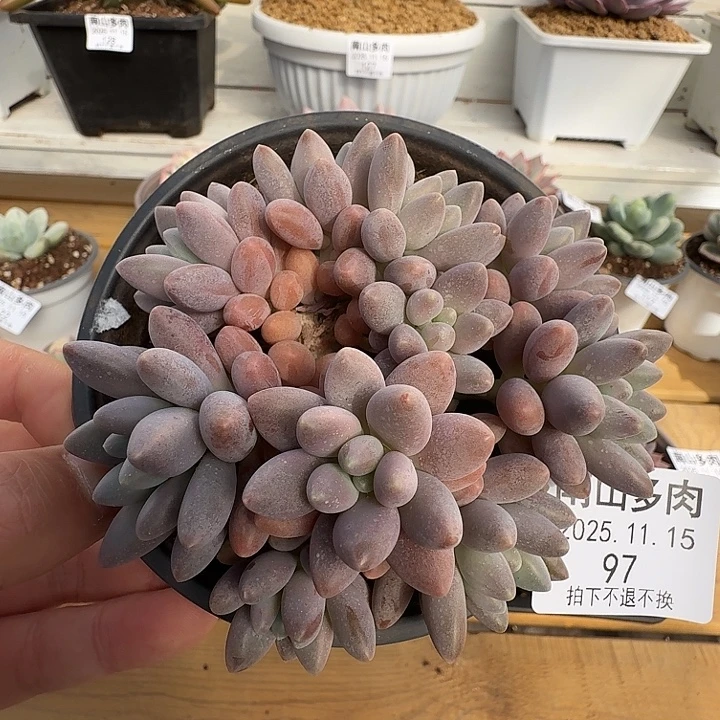 星黛露群11111115-97